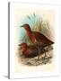 Birds of Philippines, Color Lithograph-null-Stretched Canvas