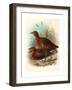 Birds of Philippines, Color Lithograph-null-Framed Giclee Print