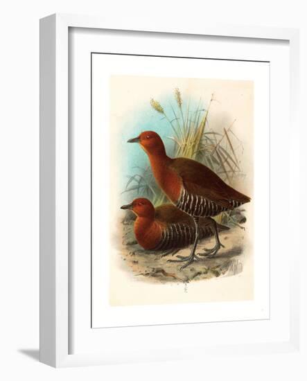 Birds of Philippines, Color Lithograph-null-Framed Giclee Print