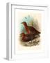 Birds of Philippines, Color Lithograph-null-Framed Giclee Print