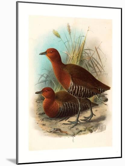 Birds of Philippines, Color Lithograph-null-Mounted Giclee Print