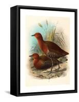 Birds of Philippines, Color Lithograph-null-Framed Stretched Canvas