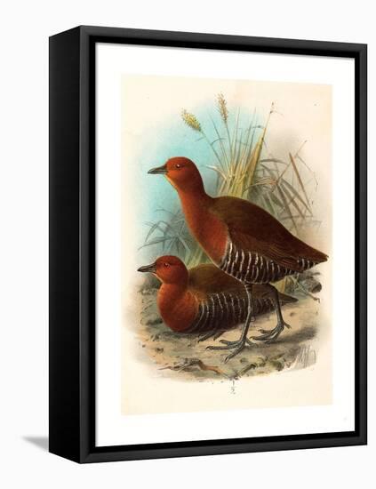 Birds of Philippines, Color Lithograph-null-Framed Stretched Canvas