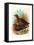 Birds of Philippines, Color Lithograph-null-Framed Stretched Canvas