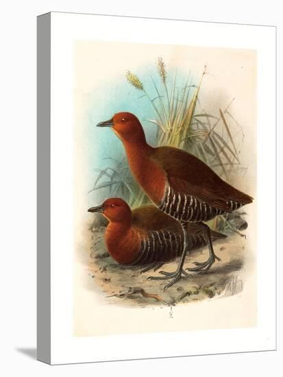 Birds of Philippines, Color Lithograph-null-Stretched Canvas