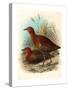 Birds of Philippines, Color Lithograph-null-Stretched Canvas