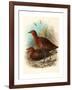 Birds of Philippines, Color Lithograph-null-Framed Giclee Print