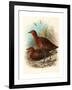 Birds of Philippines, Color Lithograph-null-Framed Giclee Print