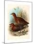 Birds of Philippines, Color Lithograph-null-Mounted Giclee Print