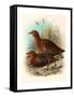 Birds of Philippines, Color Lithograph-null-Framed Stretched Canvas