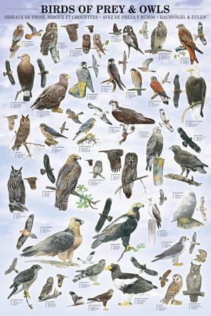 https://imgc.allpostersimages.com/img/posters/birds-of-prey-and-owls-educational-poster_u-L-F5S5ME0.jpg?artPerspective=n
