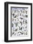 Birds of Prey and Owls-null-Framed Premium Giclee Print