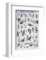 Birds of Prey and Owls-null-Framed Premium Giclee Print