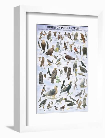Birds of Prey and Owls-null-Framed Premium Giclee Print