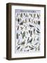 Birds of Prey and Owls-null-Framed Premium Giclee Print