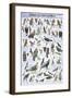 Birds of Prey and Owls-null-Framed Premium Giclee Print