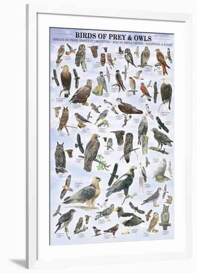 Birds of Prey and Owls-null-Framed Premium Giclee Print