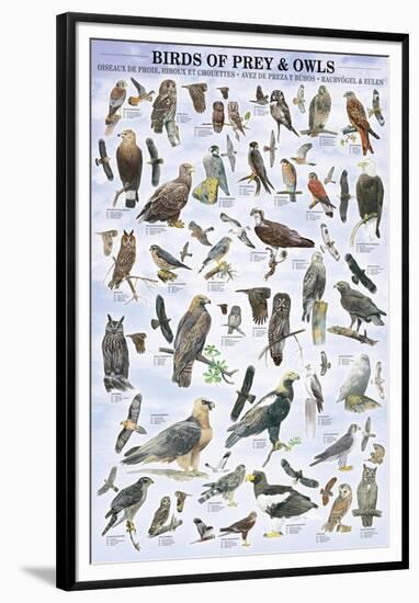 Birds of Prey and Owls-null-Framed Premium Giclee Print