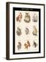 Birds of Prey - Owls - I-John Gould-Framed Art Print