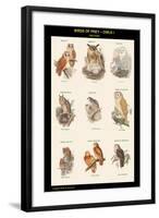 Birds of Prey - Owls - I-John Gould-Framed Art Print