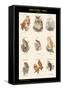 Birds of Prey - Owls - I-John Gould-Framed Stretched Canvas