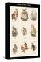 Birds of Prey - Owls - I-John Gould-Stretched Canvas