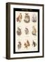 Birds of Prey - Owls - I-John Gould-Framed Art Print