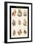 Birds of Prey - Owls - I-John Gould-Framed Art Print