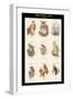 Birds of Prey - Owls - I-John Gould-Framed Art Print