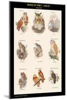 Birds of Prey - Owls - I-John Gould-Mounted Art Print