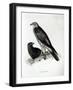 Birds of Prey, plate 2 from 'The Zoology of the Voyage of H.M.S Beagle, 1832-36' by Charles Darwin-null-Framed Giclee Print