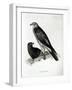 Birds of Prey, plate 2 from 'The Zoology of the Voyage of H.M.S Beagle, 1832-36' by Charles Darwin-null-Framed Giclee Print