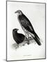 Birds of Prey, plate 2 from 'The Zoology of the Voyage of H.M.S Beagle, 1832-36' by Charles Darwin-null-Mounted Giclee Print