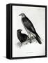Birds of Prey, plate 2 from 'The Zoology of the Voyage of H.M.S Beagle, 1832-36' by Charles Darwin-null-Framed Stretched Canvas