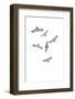 Birds of Prey-Incado-Framed Photographic Print