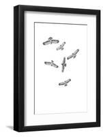 Birds of Prey-Incado-Framed Photographic Print