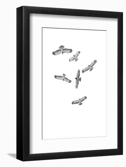 Birds of Prey-Incado-Framed Photographic Print