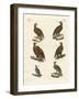 Birds of Prey-null-Framed Giclee Print