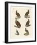 Birds of Prey-null-Framed Giclee Print