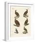 Birds of Prey-null-Framed Giclee Print