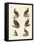 Birds of Prey-null-Framed Stretched Canvas