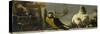 Birds on a Balustrade-Melchior d'Hondecoeter-Stretched Canvas