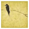 Birds On Branch-Jace Grey-Framed Art Print