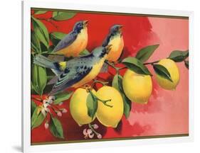 Birds on Lemon Branch - Citrus Crate Label-Lantern Press-Framed Art Print