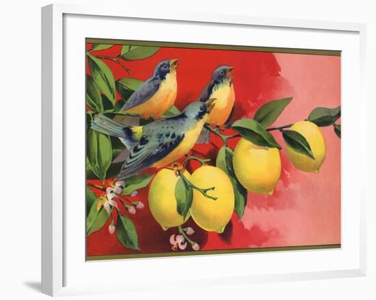 Birds on Lemon Branch - Citrus Crate Label-Lantern Press-Framed Art Print