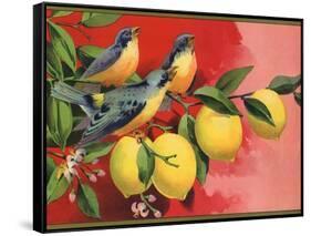 Birds on Lemon Branch - Citrus Crate Label-Lantern Press-Framed Stretched Canvas