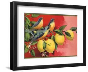 Birds on Lemon Branch - Citrus Crate Label-Lantern Press-Framed Art Print