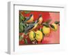 Birds on Lemon Branch - Citrus Crate Label-Lantern Press-Framed Art Print