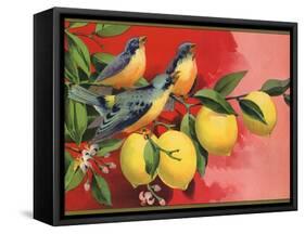 Birds on Lemon Branch - Citrus Crate Label-Lantern Press-Framed Stretched Canvas