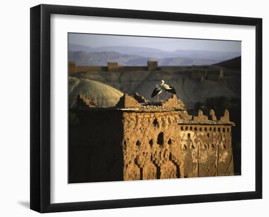 Birds on Structure, Morocco-Michael Brown-Framed Photographic Print